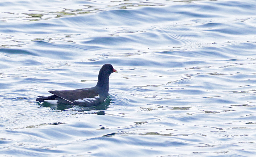 Gallinule poule-d'eau