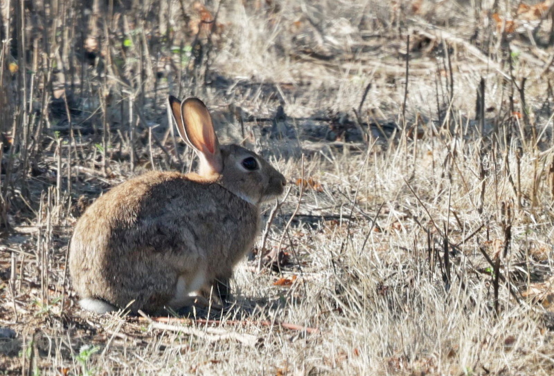 Lapin de garenne
