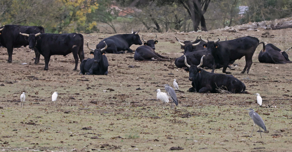Aigrettes garzettes, Hérons cendrés, Héron garde-boeufs