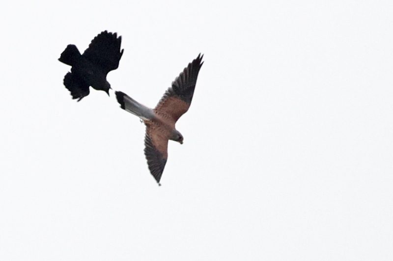 Faucon crécerelle poursuivi par un Choucas des tours