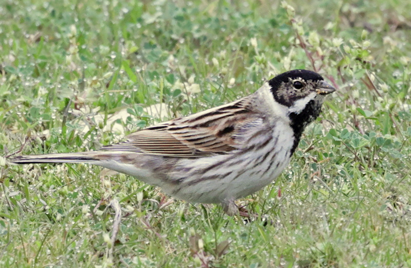 Bruant des roseaux