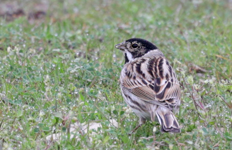 Bruant des roseaux