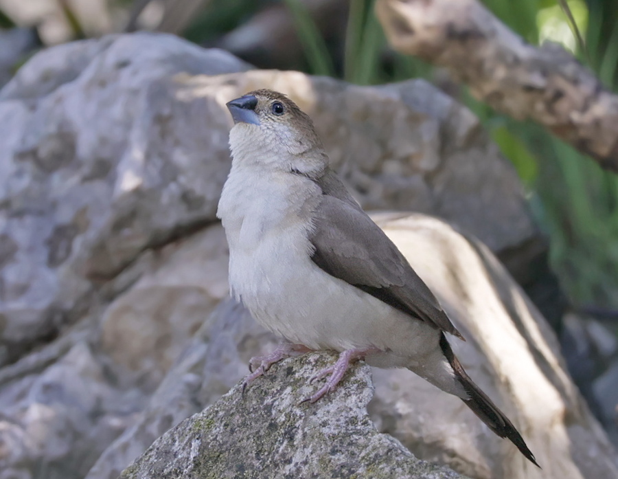 Capucin bec-de-plomb