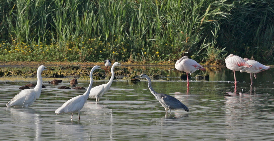 Héron cendré, Aigrette garzette, Mouettes rieuses, Grand Cormoran