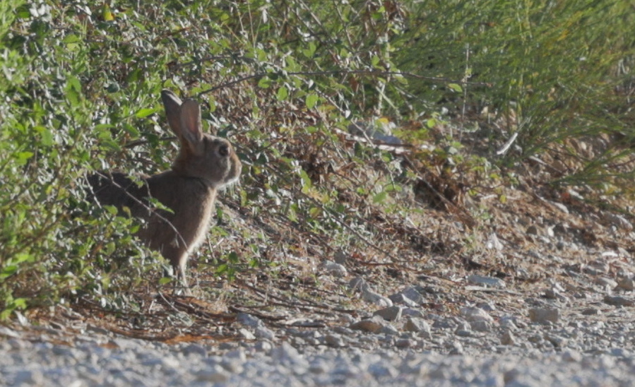 Lapin de jour suivant